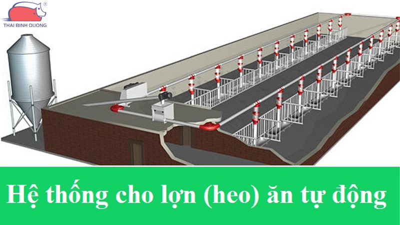 Hệ thống cho heo ăn tự động và lợi ích trong chăn nuôi 27 Hệ thống cho heo ăn tự động và lợi ích trong chăn nuôi