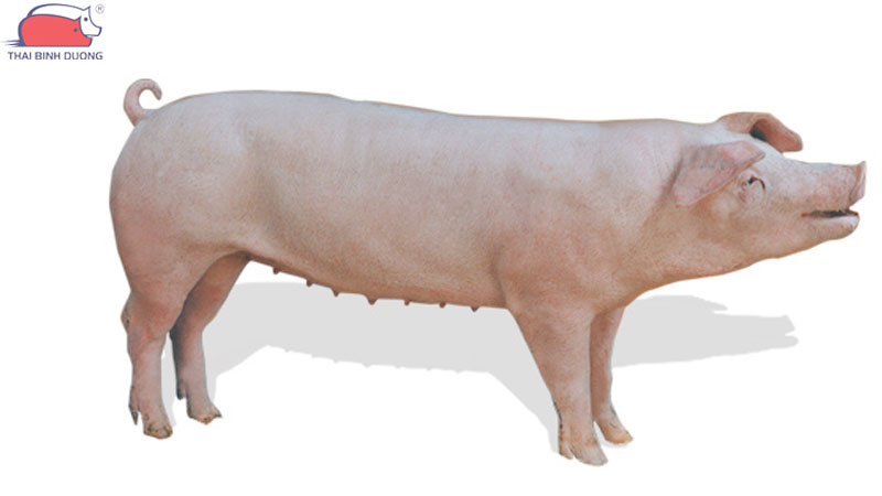 Làm sao biết heo nái đẻ nhiều con? 24 Làm sao biết heo nái đẻ nhiều con?