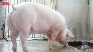 lam sao biet heo nai de nhieu con 4