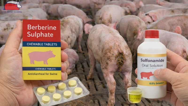 8 loại thuốc trị tiêu chảy nhanh nhất cho heo con