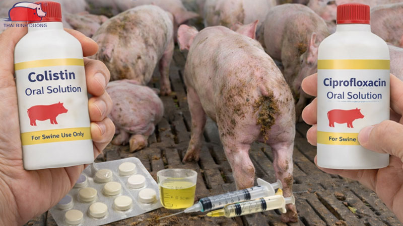 8 loại thuốc trị tiêu chảy nhanh nhất cho heo con