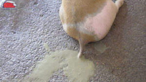 thuoc tri tieu chay nhanh nhat cho heo con