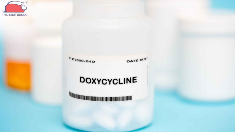 8 loại thuốc trị tiêu chảy nhanh nhất cho heo con