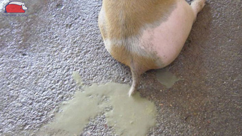 8 loại thuốc trị tiêu chảy nhanh nhất cho heo con