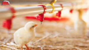 cach cho ga con moi no uong nuoc 1