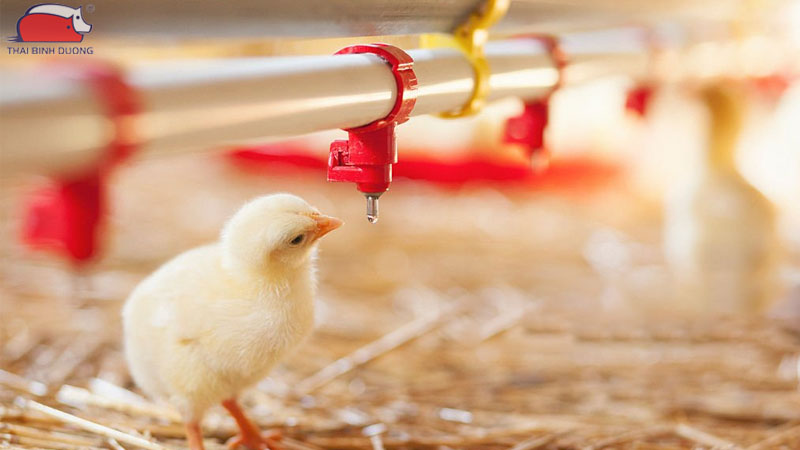 Cách cho gà con mới nở uống nước đúng liều lượng và thời gian