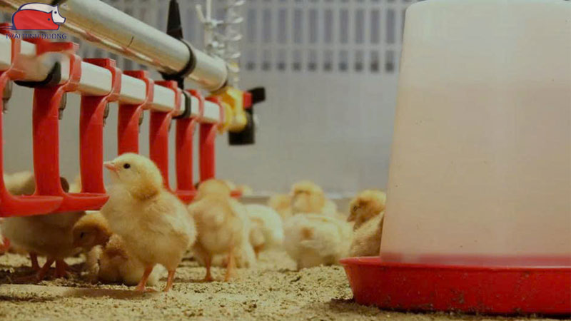 Cách cho gà con mới nở uống nước đúng liều lượng và thời gian