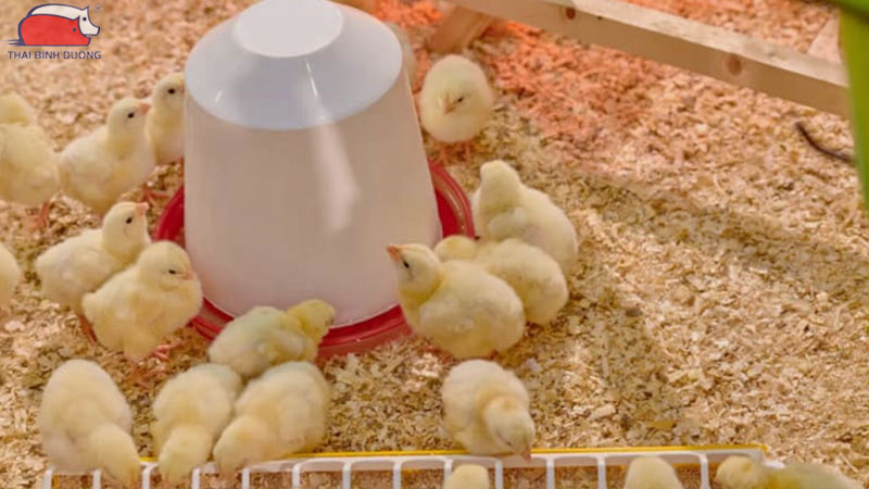 Cách cho gà con mới nở uống nước đúng liều lượng và thời gian