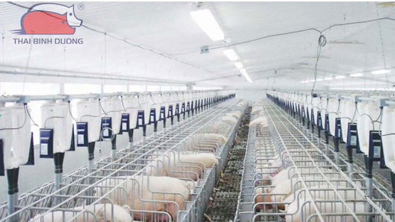 Cách làm chuồng heo nái hộ gia đình đúng kỹ thuật 17 Cách làm chuồng heo nái hộ gia đình đúng kỹ thuật