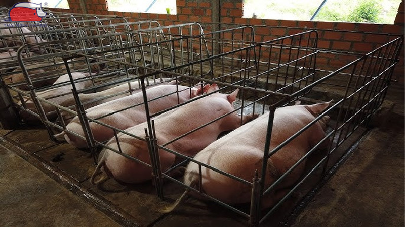 Cách làm chuồng heo nái hộ gia đình đúng kỹ thuật 18 Cách làm chuồng heo nái hộ gia đình đúng kỹ thuật