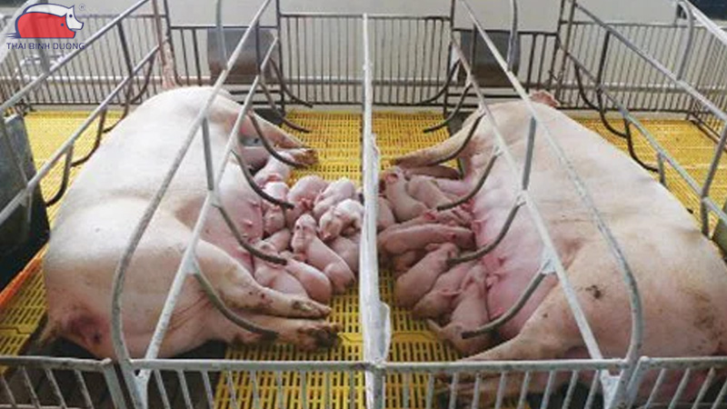 Cách làm chuồng heo nái hộ gia đình đúng kỹ thuật 16 Cách làm chuồng heo nái hộ gia đình đúng kỹ thuật