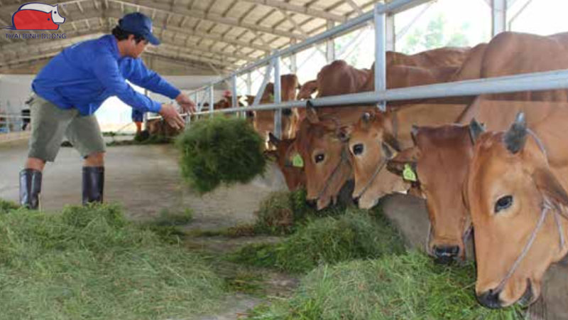 Hiệu quả kinh tế mô hình chăn nuôi bò thịt công nghệ cao