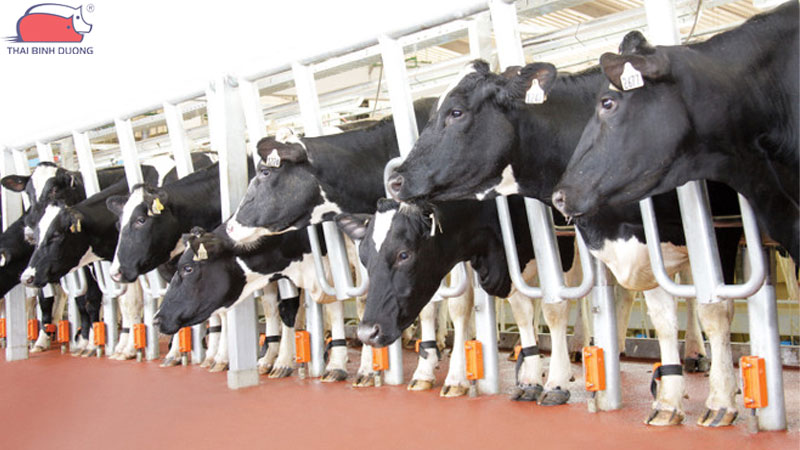 Hiệu quả kinh tế mô hình chăn nuôi bò thịt công nghệ cao