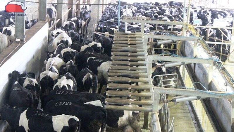 Hiệu quả kinh tế mô hình chăn nuôi bò thịt công nghệ cao