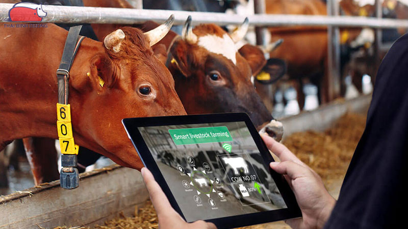 Hiệu quả kinh tế mô hình chăn nuôi bò thịt công nghệ cao