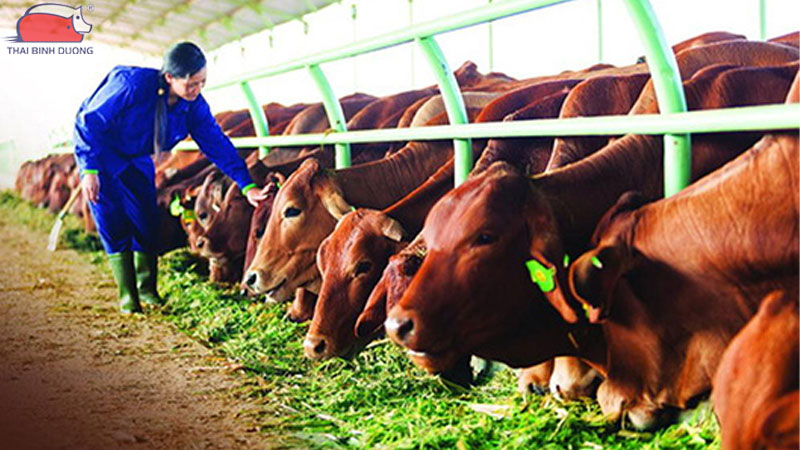 Hiệu quả kinh tế mô hình chăn nuôi bò thịt công nghệ cao