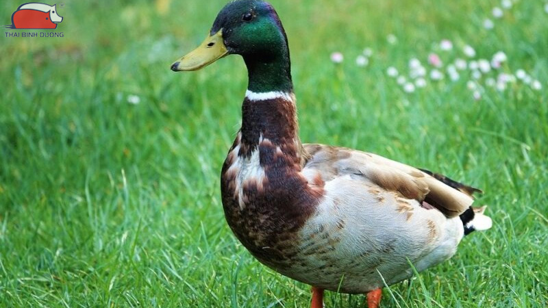 Con ngan với con vịt khác nhau chỗ nào?