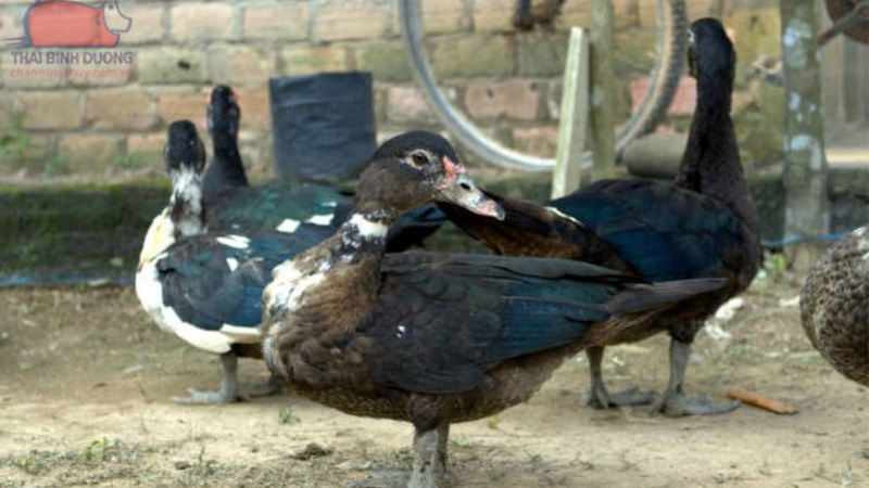 Con ngan với con vịt khác nhau chỗ nào?