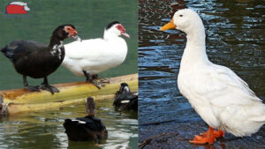 con ngan voi con vit khac nhau cho nao