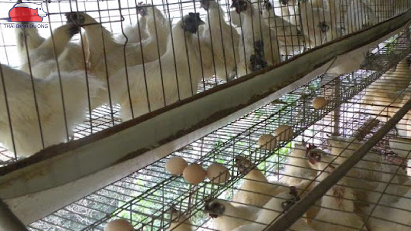 Gà ác nuôi bao lâu thì đẻ trứng?