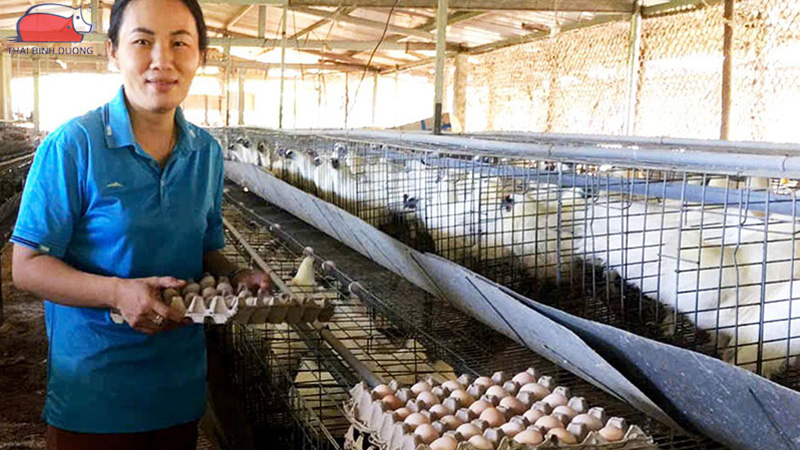 Gà ác nuôi bao lâu thì đẻ trứng?