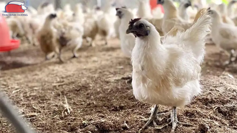 Gà ác nuôi bao lâu thì đẻ trứng?