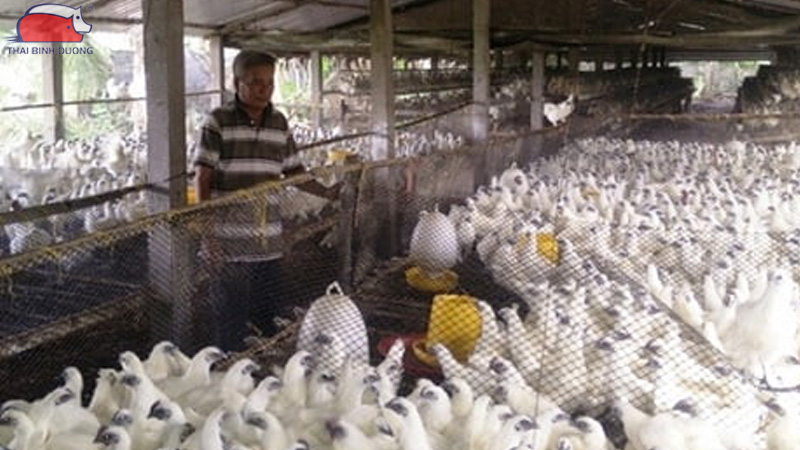 Gà ác nuôi bao lâu thì thịt được? 11 Gà ác nuôi bao lâu thì thịt được?