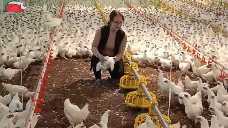 Gà ác nuôi bao lâu thì thịt được? 17 Gà ác nuôi bao lâu thì thịt được?