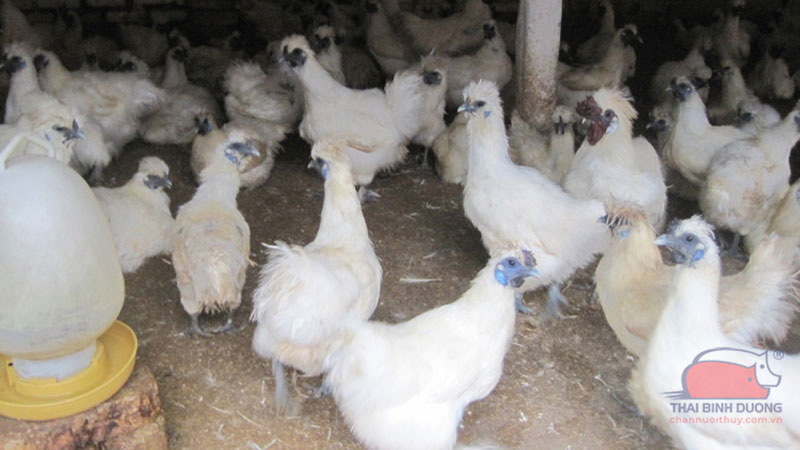 Gà ác nuôi bao lâu thì thịt được? 10 Gà ác nuôi bao lâu thì thịt được?