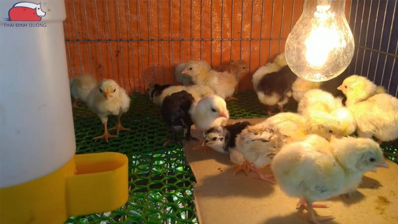 Gà con mới nở cho uống thuốc gì?