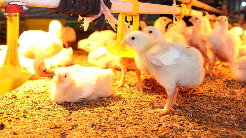 Gà con mới nở cho uống thuốc gì?