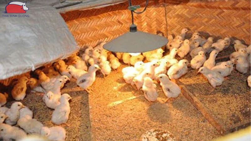 Gà con mới nở cho uống thuốc gì?