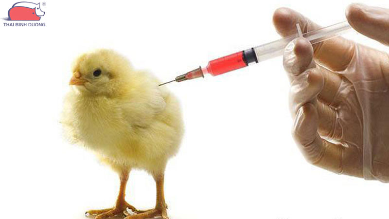 Gà con mới nở cho uống thuốc gì?