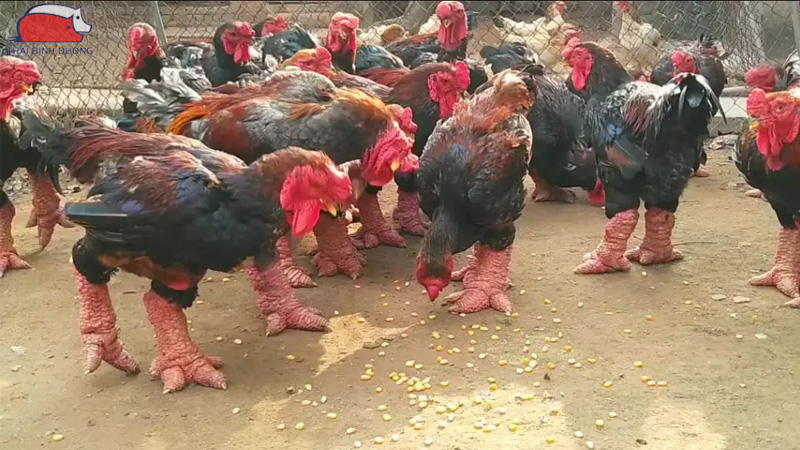 Gà đông tảo nuôi bao lâu thì thịt được?