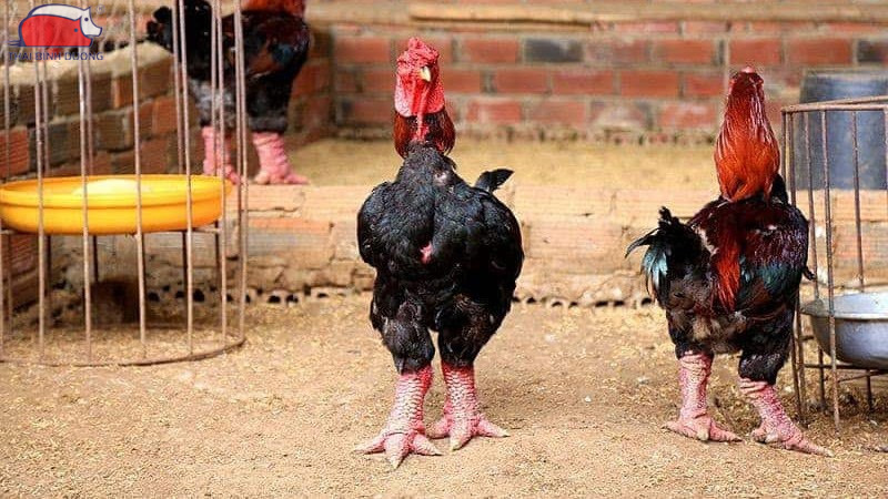 Gà đông tảo nuôi bao lâu thì thịt được?