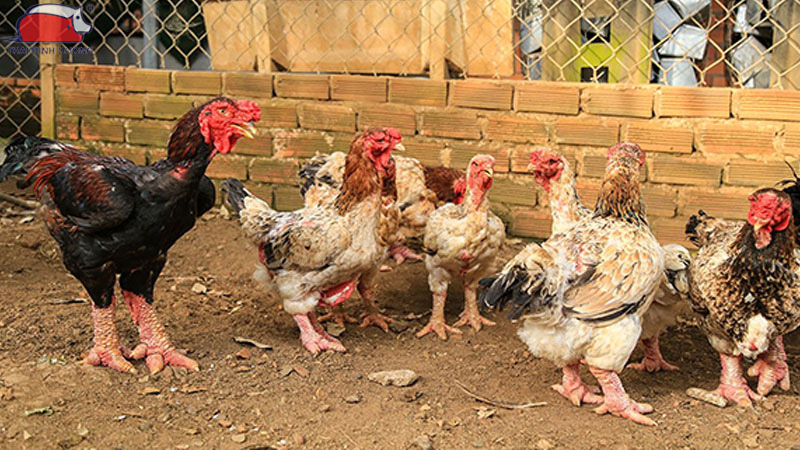 Gà đông tảo nuôi bao lâu thì thịt được?