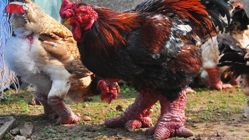 Gà đông tảo nuôi bao lâu thì thịt được?