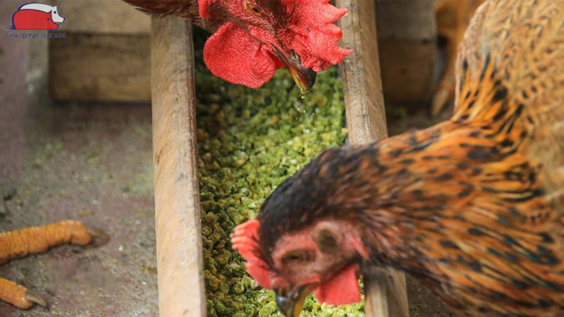 Tiềm năng mô hình nuôi gà đẻ trứng hộ gia đình 2026 18 Tiềm năng mô hình nuôi gà đẻ trứng hộ gia đình 2026