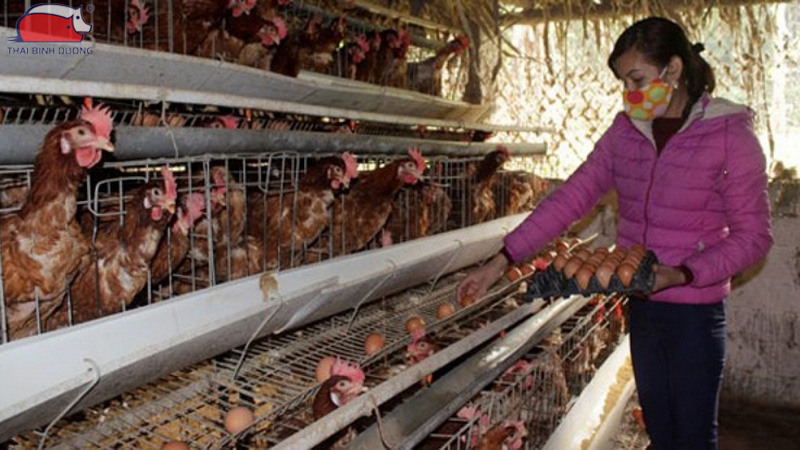 Tiềm năng mô hình nuôi gà đẻ trứng hộ gia đình 2026 25 Tiềm năng mô hình nuôi gà đẻ trứng hộ gia đình 2026