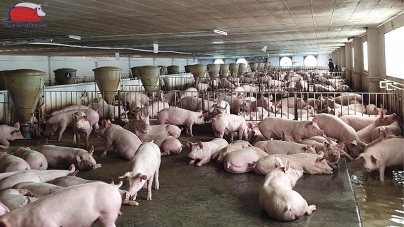 Mô hình nuôi heo công nghệ cao: lợi ích và cách áp dụng