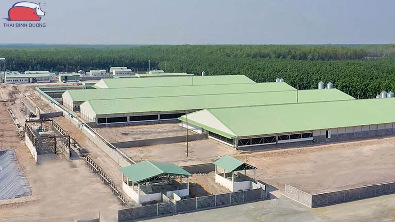 Mô hình nuôi heo công nghệ cao: lợi ích và cách áp dụng