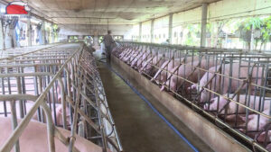 nuoi heo cong nghe cao