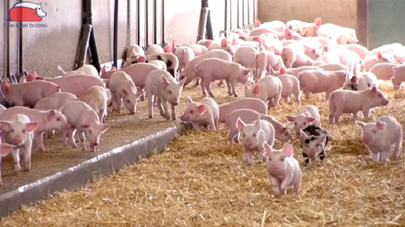 Mô hình nuôi heo công nghệ cao: lợi ích và cách áp dụng