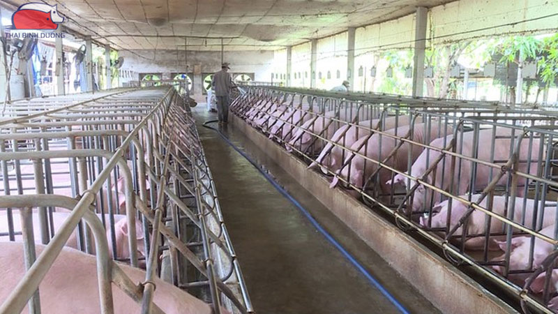 Mô hình nuôi heo công nghệ cao: lợi ích và cách áp dụng