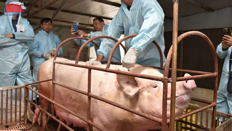 Quy trình tiêm vắc xin cho lợn nái mang thai và nái hậu bị