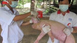 quy trinh tiem vac xin cho lon nai mang thai