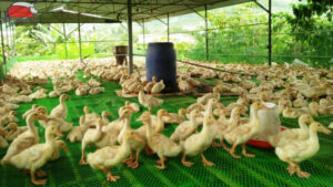 cach lam chuong vit don gian tai nha 1