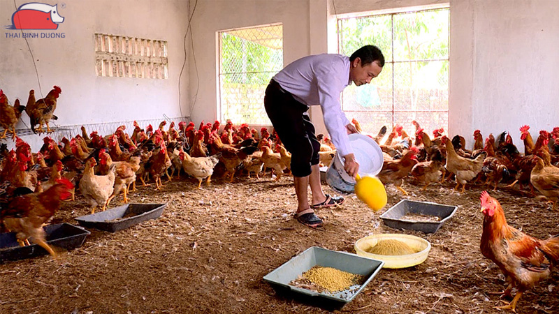 Cách phòng chống dịch bệnh cho gà hiệu quả vào mùa mưa