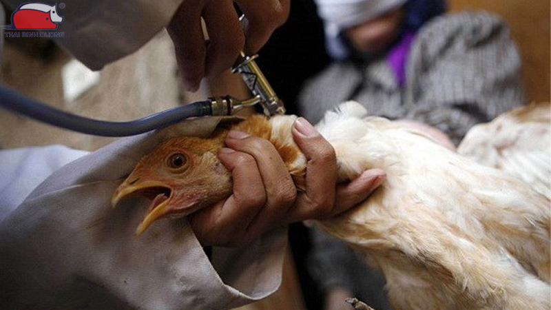 Cách phòng chống dịch bệnh cho gà hiệu quả vào mùa mưa