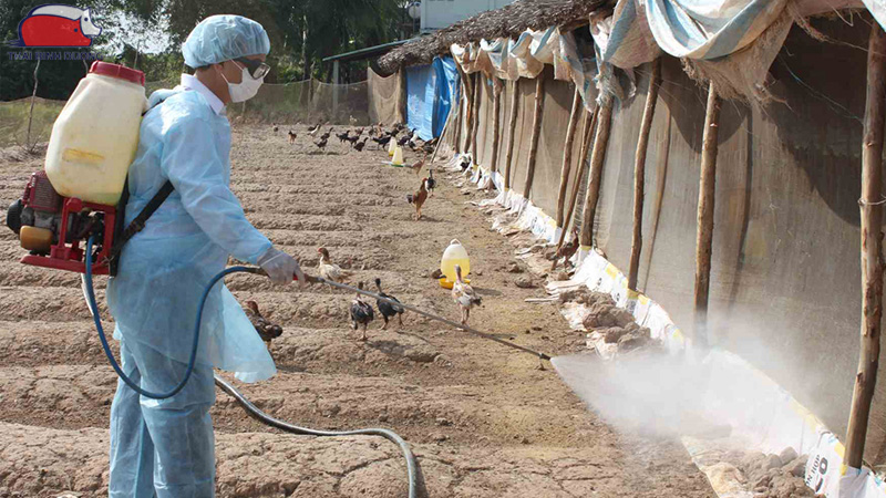 Cách phòng chống dịch bệnh cho gà hiệu quả vào mùa mưa